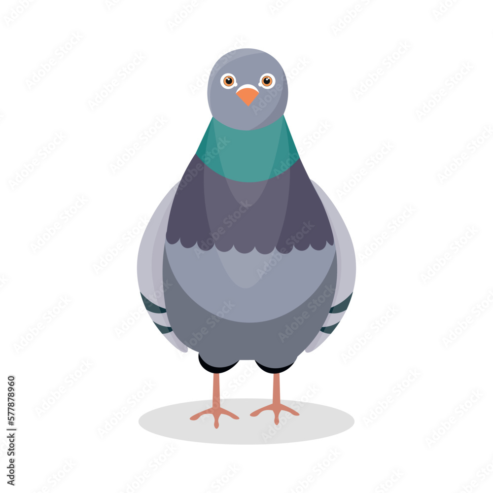 Grey pigeon on white background Grey pigeon on white background
