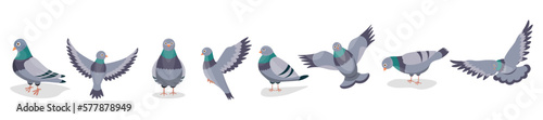 Set of grey pigeons on white background