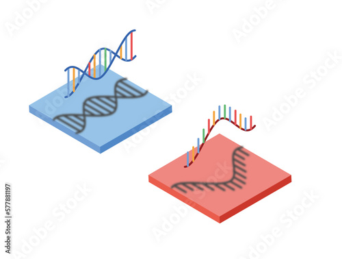 DNA and RNA, isometric style