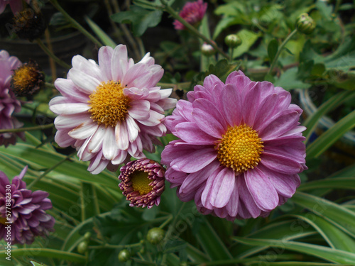 Pink chrysanthemum flower in the garden