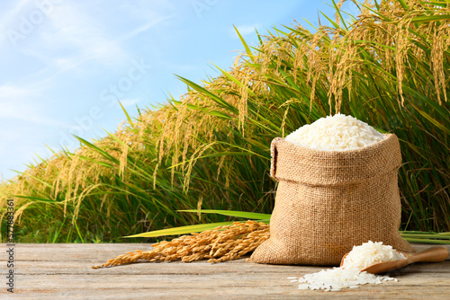 Obraz na plátně White rice and paddy rice with rice plant background.