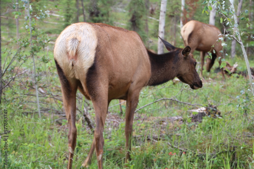 Elk In The Forest, Jasper National Park, Alberta Elk In The Forest, Jasper National Park, Alberta