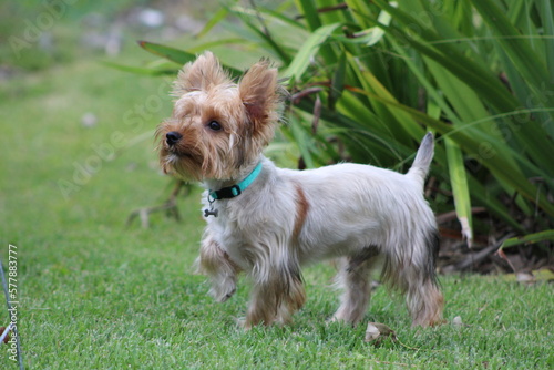 Young Yorkshire Terrier dog