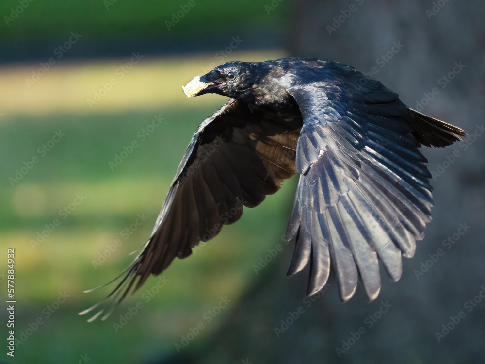 Obraz premium An American Crow in Flight with Peanut in Mouth