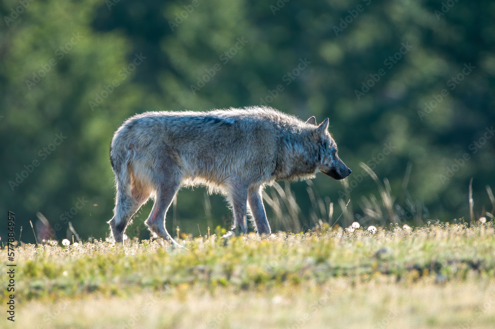 Old Grey Wolf strolling through Jasper Old Grey Wolf strolling through Jasper