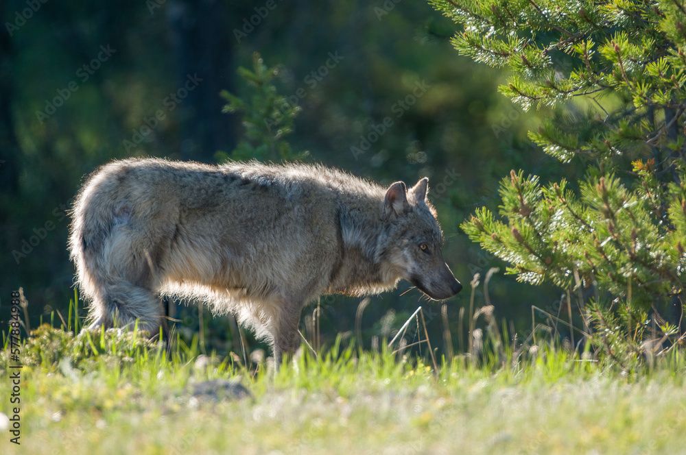 Old Grey Wolf strolling through Jasper Old Grey Wolf strolling through Jasper