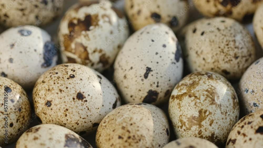 Quail egg, rotation shot, quail fresh raw eggs. Many fresh raw quail egg 4K Quail egg, rotation shot, quail fresh raw eggs. Many fresh raw quail egg 4K