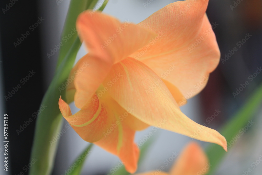 gladiolus flower on blur background