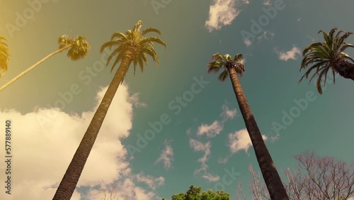 Beverly Hills street with palm trees. View up or bottom view coconut palm trees forest in sunshine. Camera looks up as it moves past rows a palm trees. Los Angeles, California. 