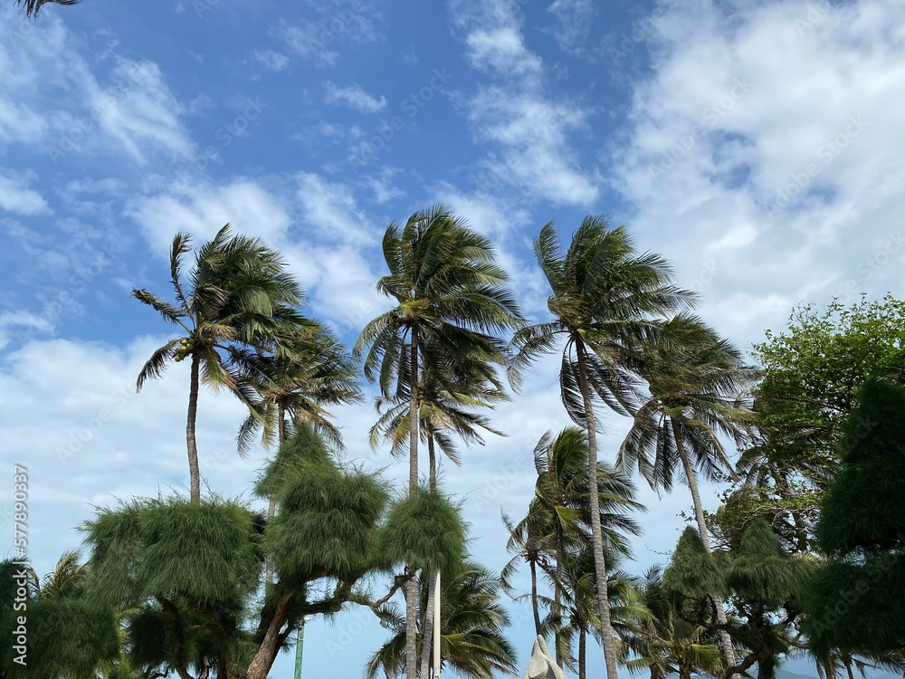 Palm trees and blue sky