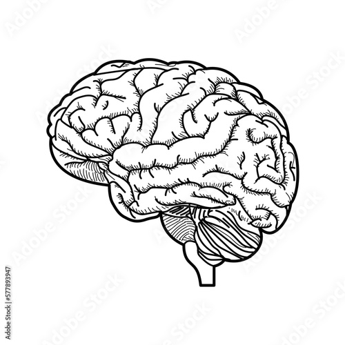 human brain medical vector illustration icon isolated on white background
