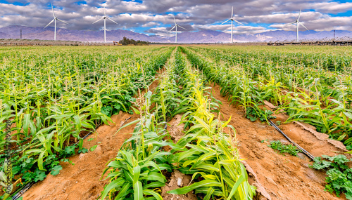 Panorama. Field with young plants of corn and wind turbines on horizon.  Imag...