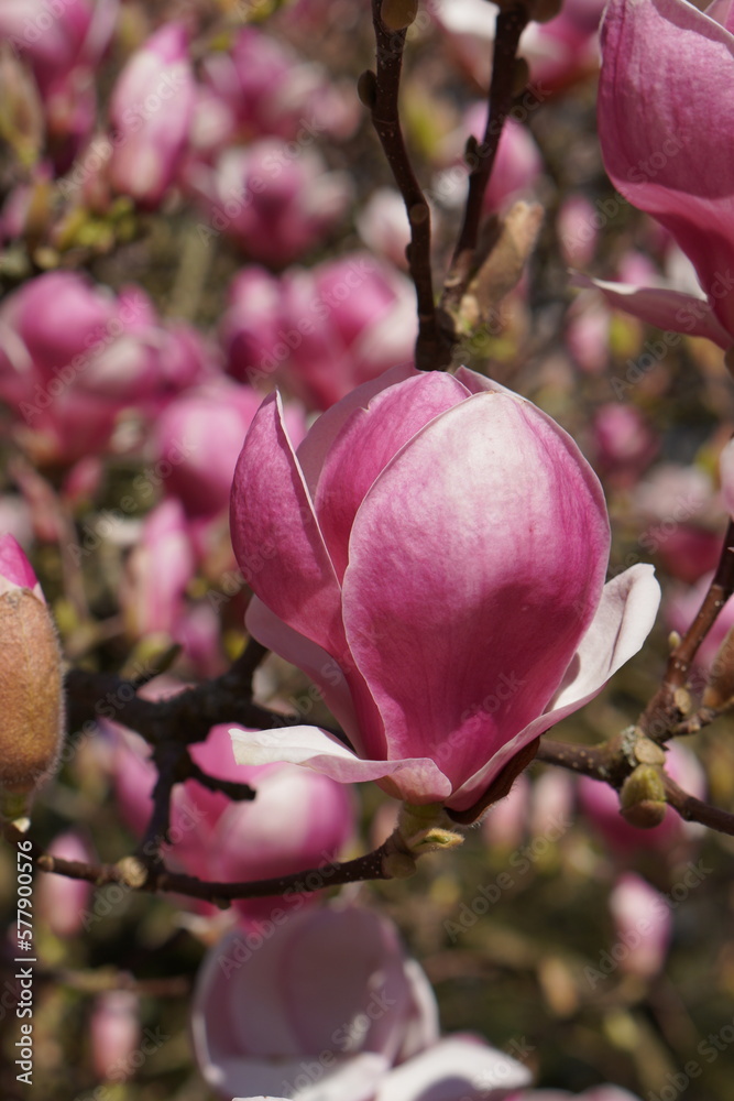 Fototapeta premium Bright pink close-up magnolia flower on blossom tree, spring bouquet background