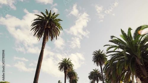 Beverly Hills street with palm trees. View up or bottom view coconut palm trees forest in sunshine. Camera looks up as it moves past rows a palm trees. Los Angeles, California. 