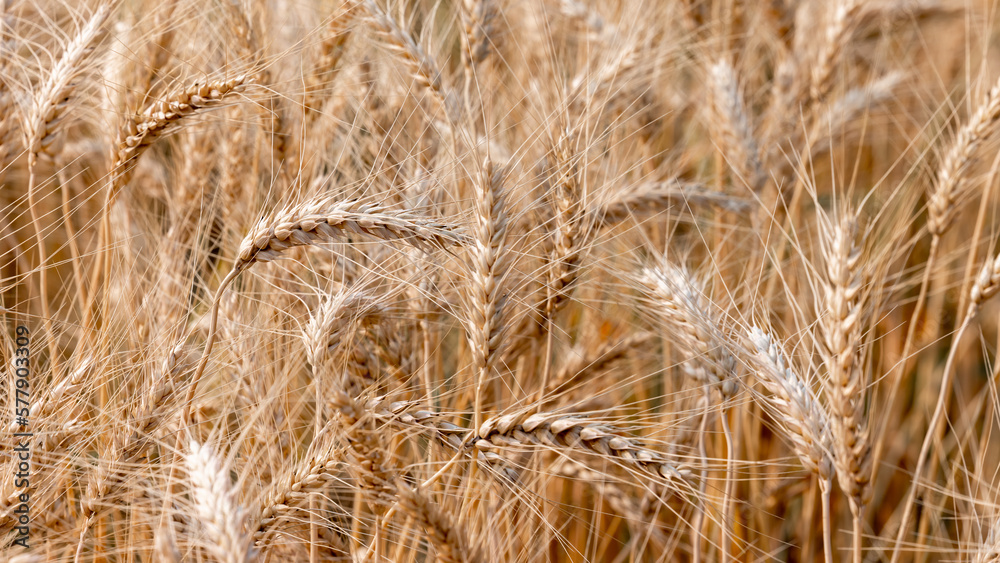 Barley field texture and background, Harvest of wheat Texture of wheat, Gold wheat field, Barley field plantation. Barley field texture and background, Harvest of wheat Texture of wheat, Gold wheat field, Barley field plantation.