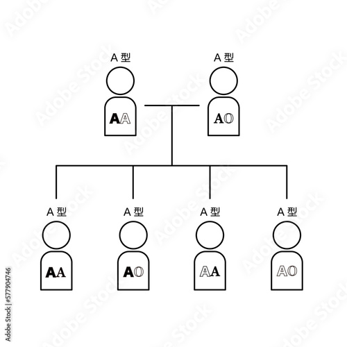 血液型の遺伝（両親がAAとAOの場合）