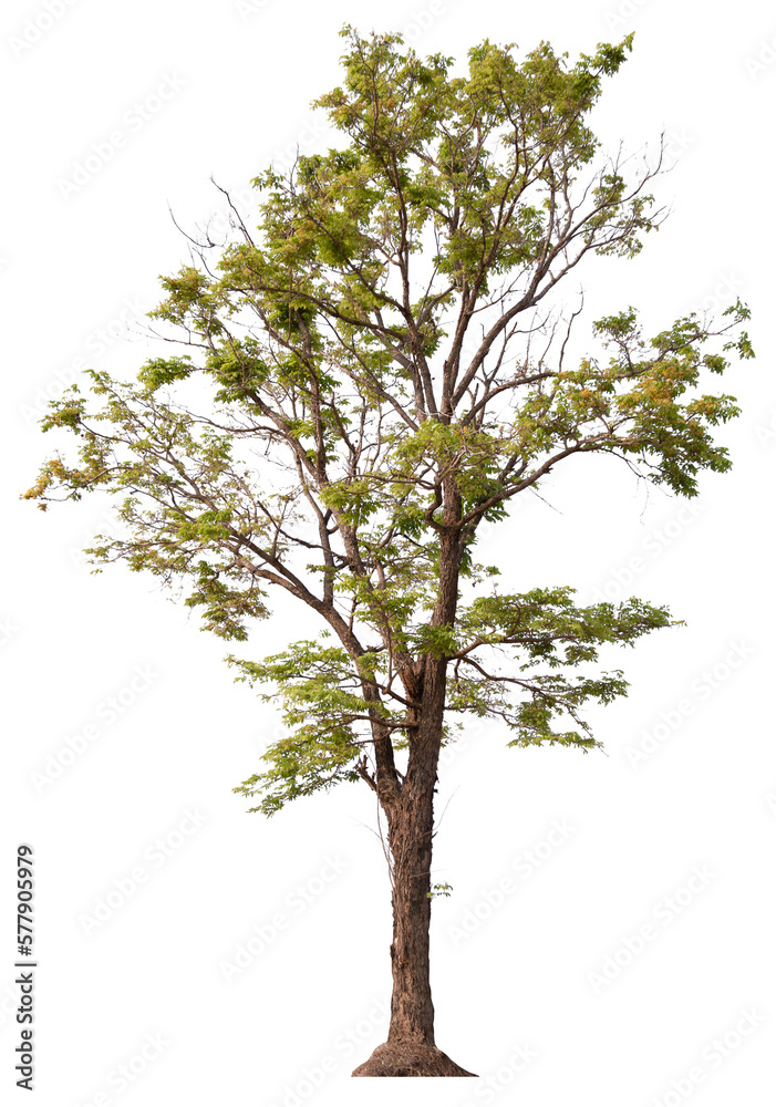 Fototapeta premium PNG tree cut out original background easy to drag and drop