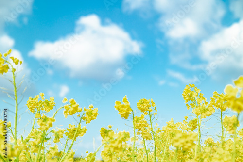 Wallpaper Mural 春イメージ　青空と菜の花 Torontodigital.ca