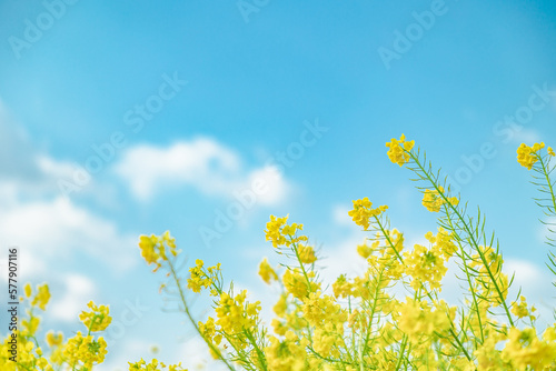Tableau sur toile 春イメージ　青空と菜の花