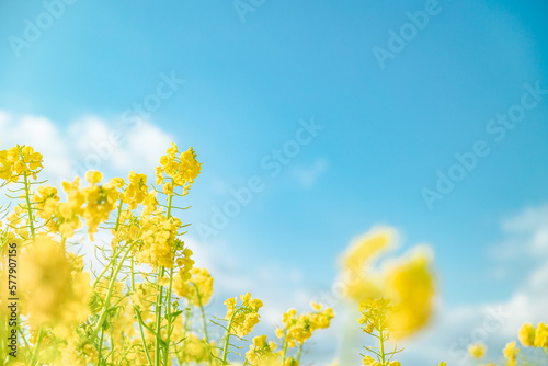 春イメージ　青空と菜の花