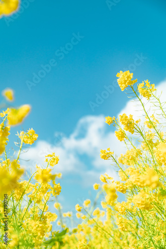 春イメージ　青空と菜の花