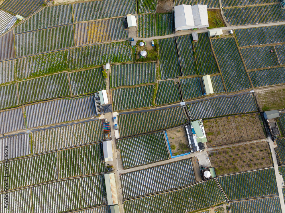Top view of the strawberry field in Dahu in Miaoli of Taiwan