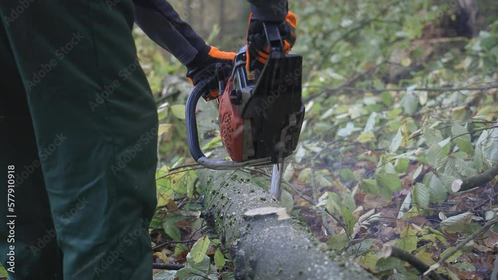 Waldarbeiter entastet eine gefällten Baum mit der Motorsäge.