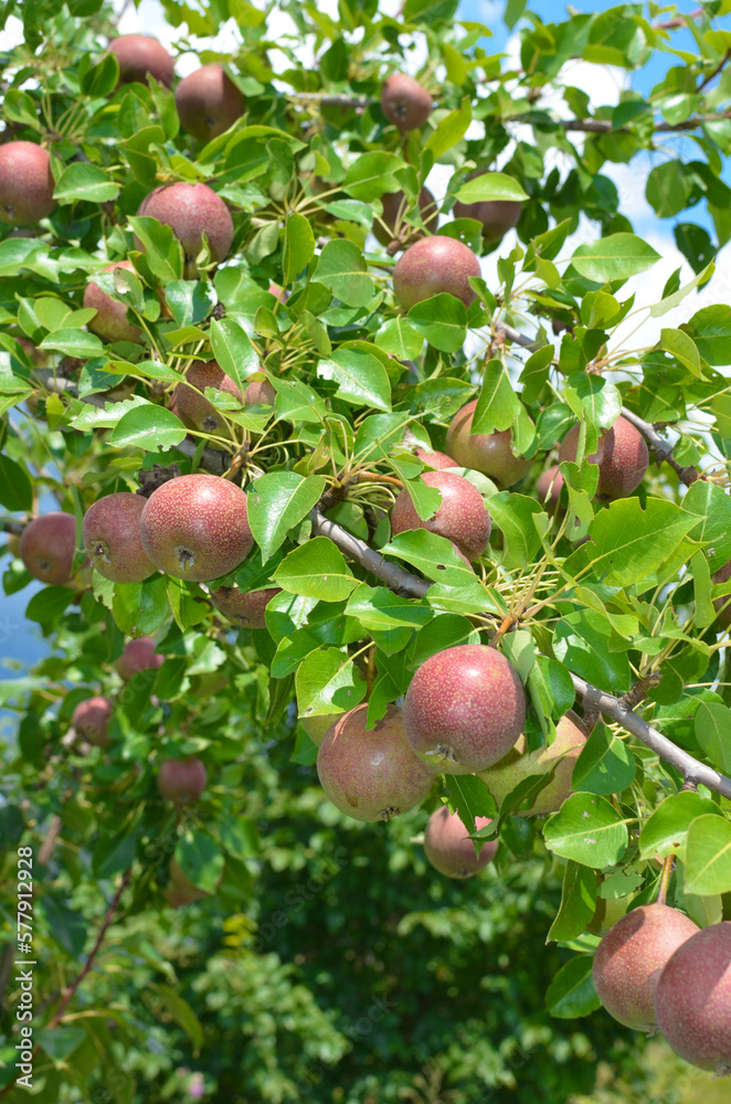 Obraz premium pears on a branch.harvest of pears.pear tree.