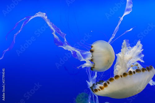 A photo of Chrysaora hysoscella jelly fish or jellyfish against blue background. compass jellyfish