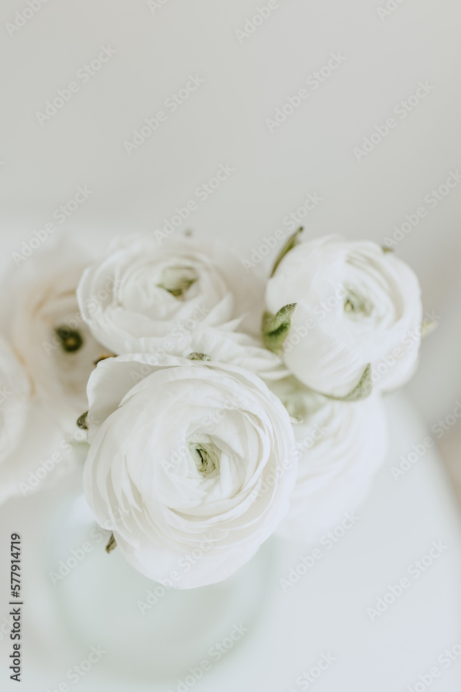 Obraz premium white ranunculuses closeup on white background 