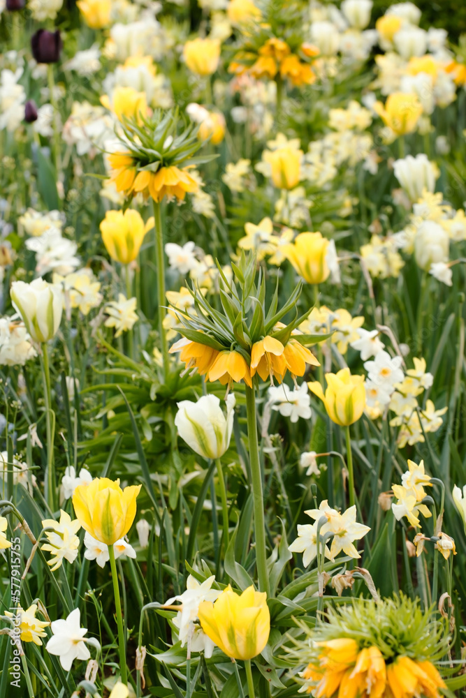 Colorful spring flowers in the beautiful landscaped gardens of Keukenhof Colorful spring flowers in the beautiful landscaped gardens of Keukenhof