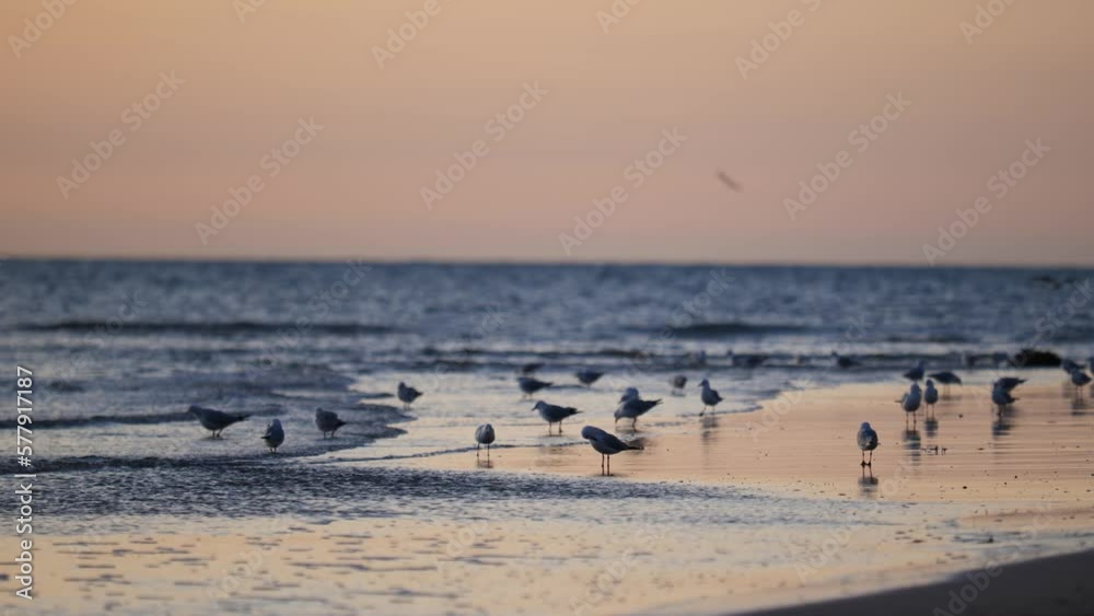 Lots Of Seagulls Standing On Beach At Sunset With Seagulls On Coast