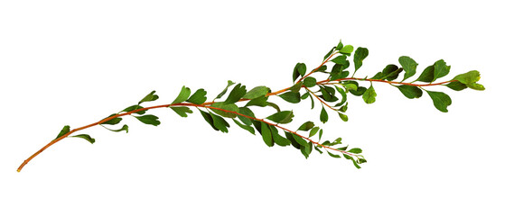 Twigs with small green leaves isolated on white or transparent background