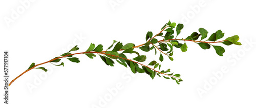 Print op canvas Twigs with small green leaves isolated on white or transparent background