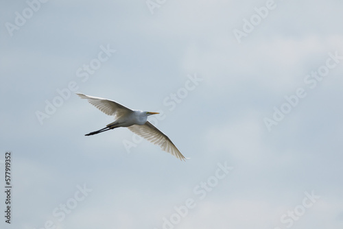 Flying egret