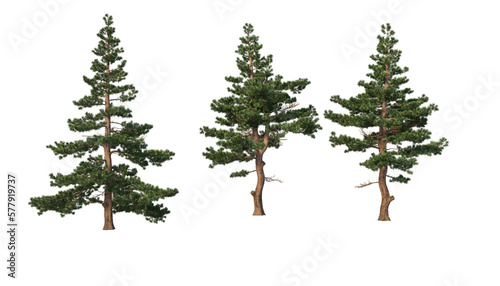 A variety of coniferous trees on a transparent background.