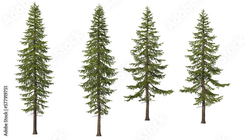 Fotografiet A variety of coniferous trees on a transparent background.