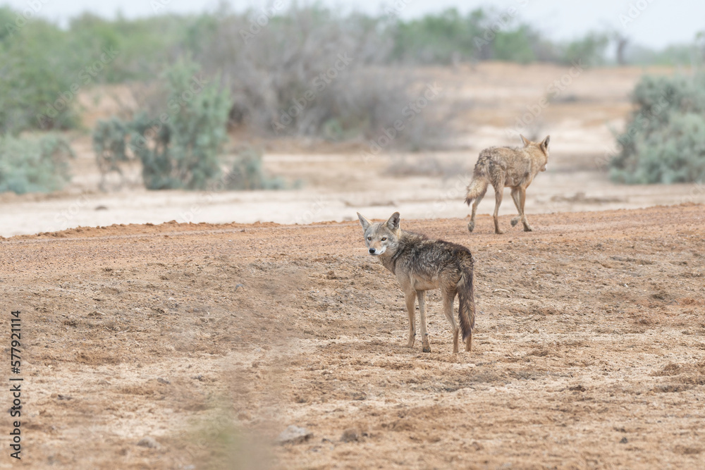 Fototapeta premium Side-striped jackal
