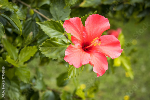 Flor roja