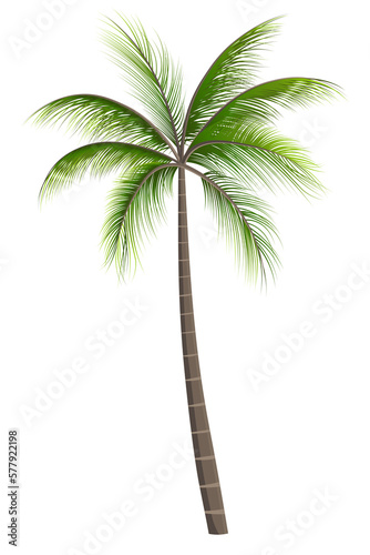 Beach Coconut Tree on PNG transparent background, Vector image 