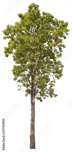 PNG tree with removed original background for easy to drag and drop in new project	