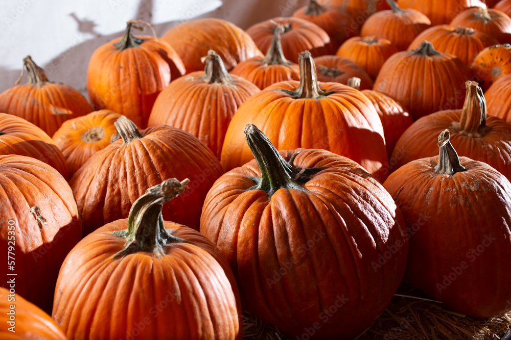 A view of big orange pumpkins, on display at a local pumpkin patch. A view of big orange pumpkins, on display at a local pumpkin patch.