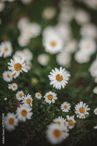 a freelensed close up image of a field of daisies photo