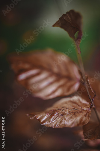 brown leaves close up