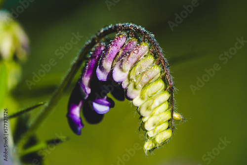 Purple Hairy Vetch with Morning Dew photo