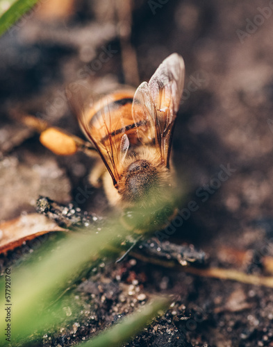 Bee sitting on ground in spring day. Honeybee - Apis mellifica photo