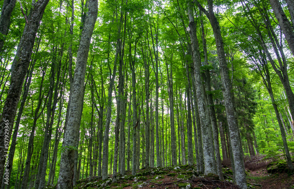 the green forest at spring after the cold winter the green forest at spring after the cold winter