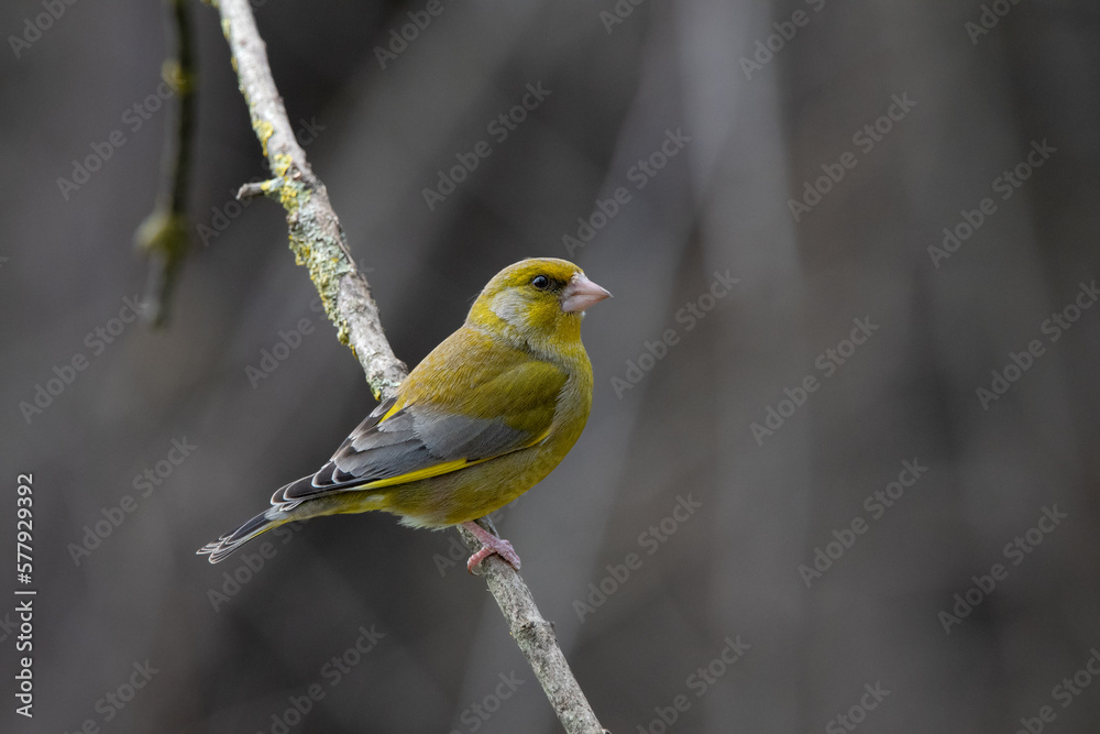 greenfinch on a branch greenfinch on a branch