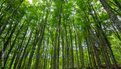 oxygen in the green spring forest