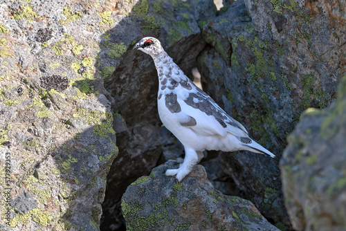 Lagopède alpin (Lagopus mutus) mâle en automne sur un rocher. Alpes. France